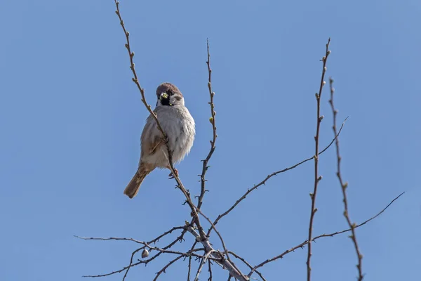 Sparrow Sitting Branch Bush Blue Sky — Stock Photo, Image