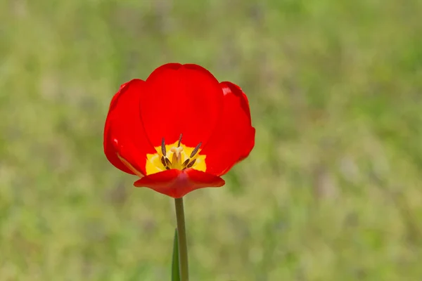 Kırmızı Lale Bahçesinde Yakın Çekim — Stok fotoğraf