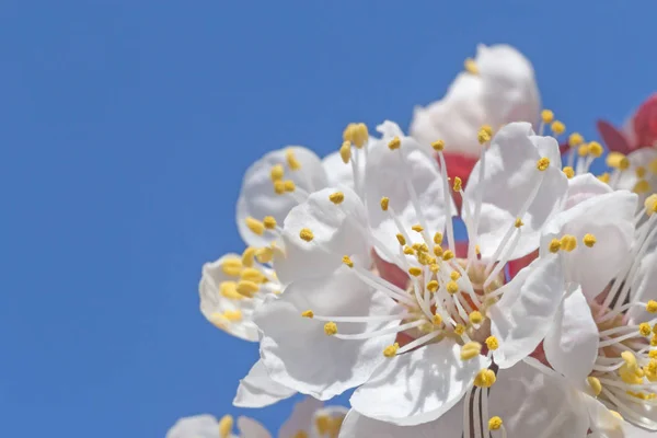 Close Abrikos Træ Blomstrende Foråret - Stock-foto