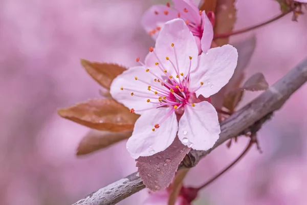 Close Van Pink Cherry Tree Bloei — Stockfoto