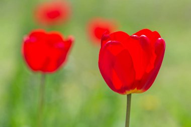 Kırmızı lale bahçesinde, yakın çekim
