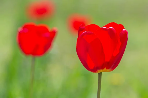 Kırmızı Lale Bahçesinde Yakın Çekim — Stok fotoğraf