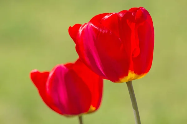 Zblízka Dvou Červených Tulipánů — Stock fotografie