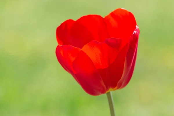 Κοντινό Πλάνο Του Κόκκινου Λουλουδιού Τουλίπας Πράσινο Φόντο — Φωτογραφία Αρχείου