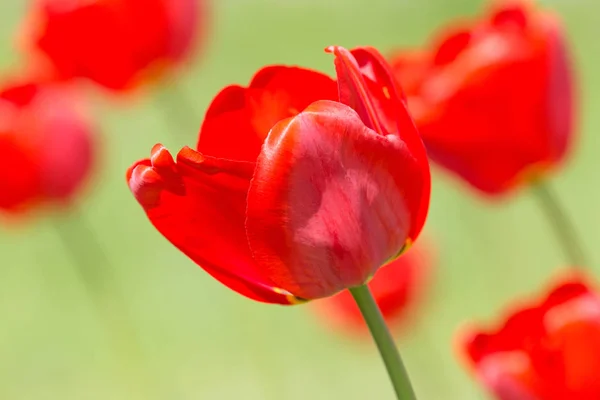 Tulipes Rouges Dans Jardin Printemps — Photo