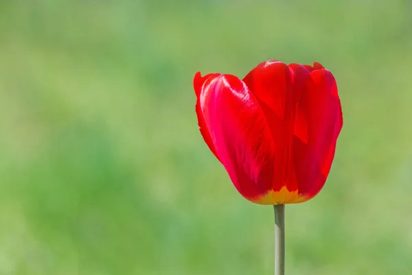 Rote Tulpe Garten Frühling — Stockfoto