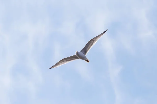 Gemeenschappelijke Meeuw Vliegen Een Bewolkte Hemel — Stockfoto