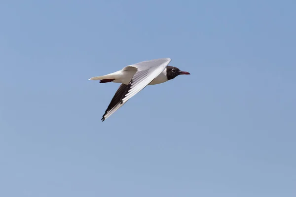 Widok Czarno Głowy Gull Pływające Błękitne Niebo — Zdjęcie stockowe