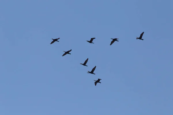 Kudde Van Grote Zwarte Aalscholvers Vliegen Een Blauwe Hemel — Stockfoto