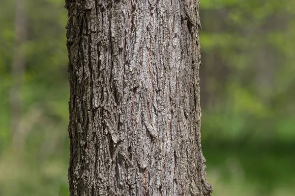 Ormanda Ağaç Gövdesi Yakın — Stok fotoğraf