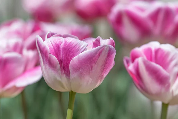Közelről Bazsarózsa Tulipán Virág Kertben Tavasszal — Stock Fotó