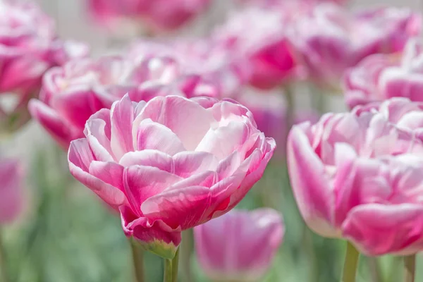 Blízkina Tulipána Květy Zahradě Jaře — Stock fotografie