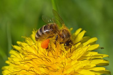 karahindiba üzerinde arı toplama polen yakın