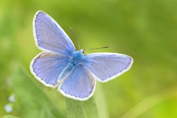 Close Van Blauwe Vlinder Zittend Gras Blad — Stockfoto