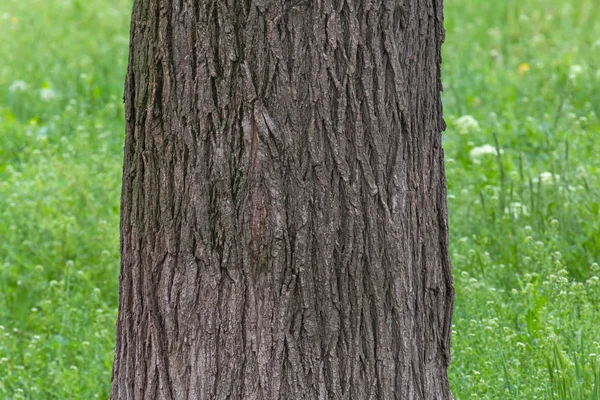 Zbliżenie Drzewa Akacji — Zdjęcie stockowe