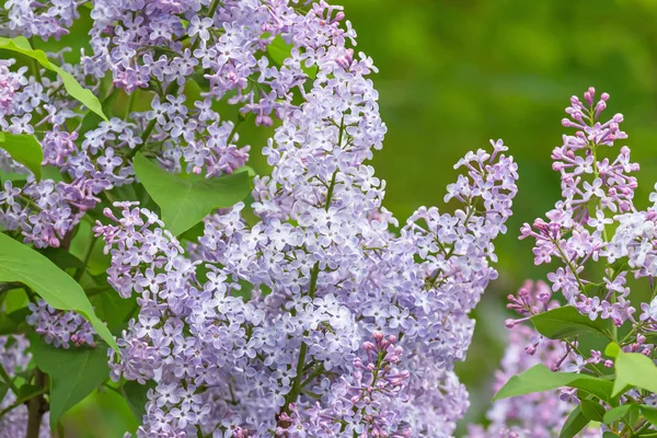 Close Lilac Blossoming Park — Stock Photo, Image