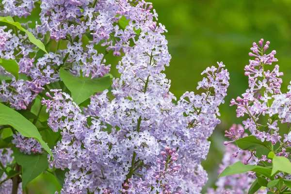 Primer Plano Flor Lila Parque — Foto de Stock