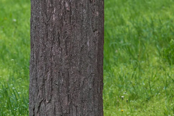 잔디에 나무의 줄기의 닫습니다 — 스톡 사진