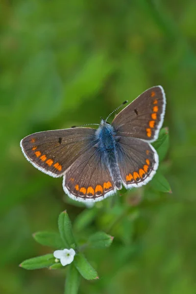 Brauner Schmetterling Mit Geöffneten Flügeln Grünen Gras — Stockfoto