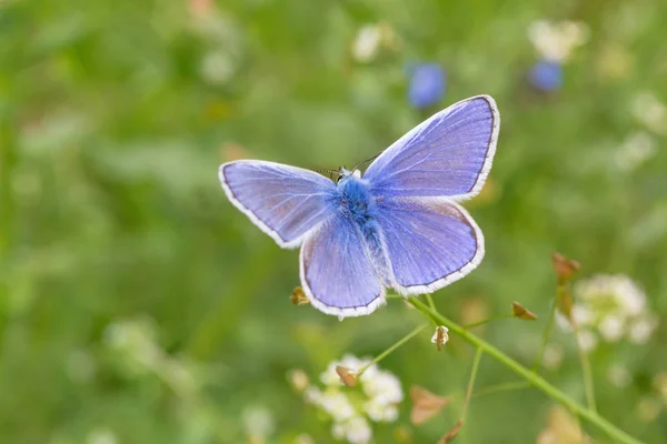 Blauwe Vlinder Met Geopende Vleugels Wilde Bloem — Stockfoto