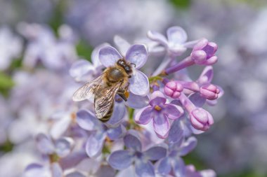 leylak çiçeklenme üzerinde arı toplama polen yakın