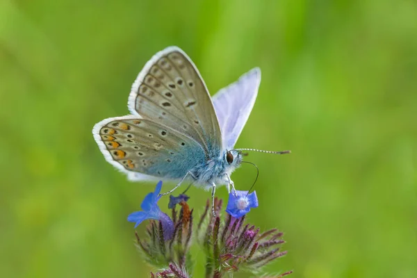 Blauwe Vlinder Zittend Wilde Bloem Groen Gras — Stockfoto