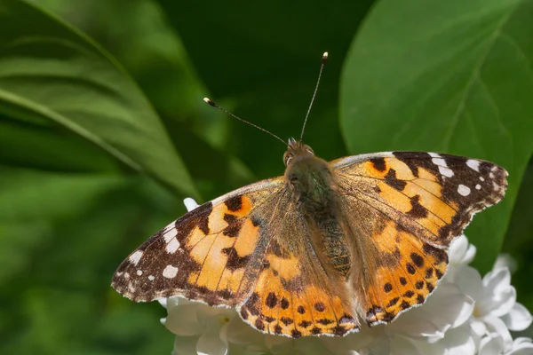Hnědý Motýl Sedící Bílém Lilkovém Květu — Stock fotografie