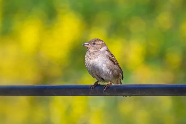 Zavření Vrabce Sedícího Kovové Tyči Pozadí Listů — Stock fotografie