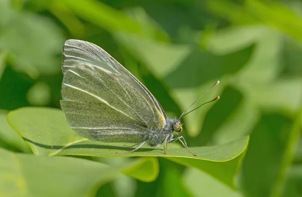 ライラックブッシュの緑の葉の上に座っているキャベツ蝶 — ストック写真