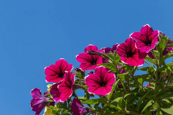 Фіолетові Квіти Петунії Тлі Блакитного Неба — стокове фото