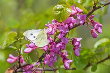 Beyaz lahana kelebeği pembe akasyanın üzerinde oturuyor baharda çiçek açıyor
