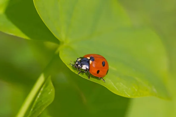 Primer Plano Mariquita Roja Sentado Hoja Verde —  Fotos de Stock