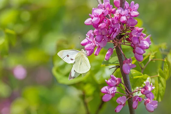 坐在粉红相思树上的白菜蝴蝶在春天开花 — 图库照片