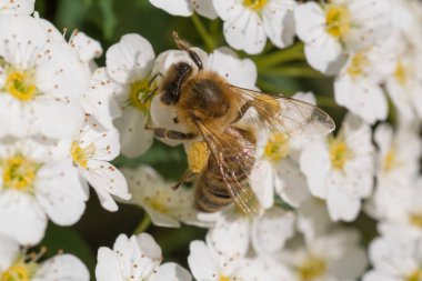 baharda beyaz çiçek üzerinde arı yakın