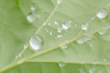 yeşil meşe ağacı yaprağı üzerinde yağmur damla yakın