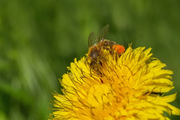 Close Bee Gathering Pollen Yellow Dandelion Flower Green Grass — Stock Photo, Image