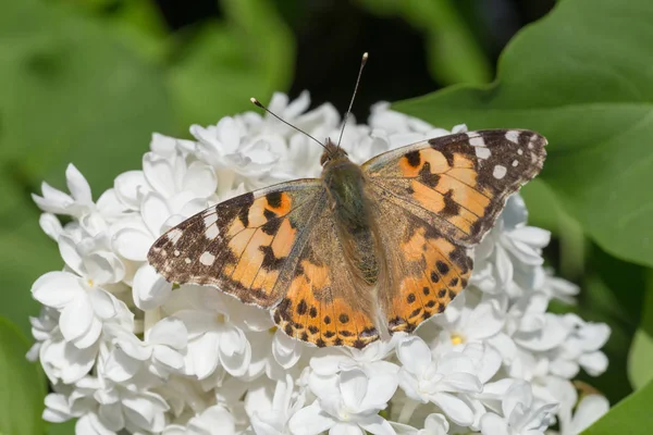 brown butterfly with opened wings sitting on white lilac blossoming at spring