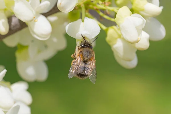 Gros Plan Pollen Cueillette Abeilles Sur Acacia Blanc Fleurs — Photo
