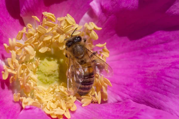 Közelről Méh Gyűjtése Pollen Belül Kutya Rózsa Virág — Stock Fotó