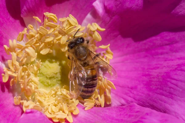 Close Abelha Reunindo Pólen Dentro Cão Rosa Flor — Fotografia de Stock