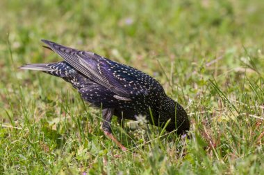 yerde yiyecek arayan sığırcık yakın