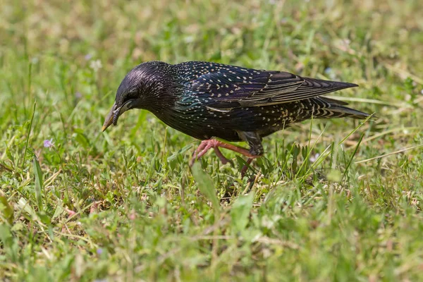 Starling Robak Działa Zielonej Trawie — Zdjęcie stockowe