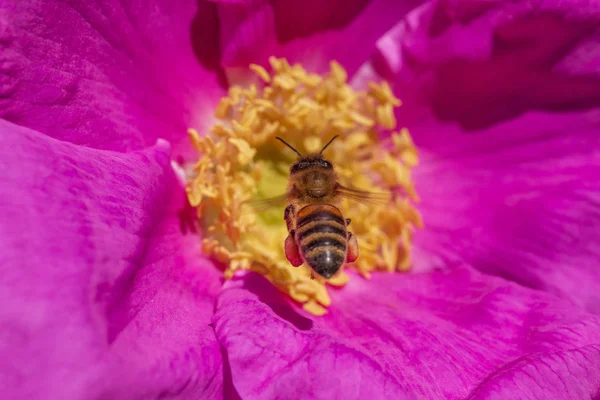 Ape Che Vola Sopra Cane Rosa Fioritura Primavera — Foto Stock