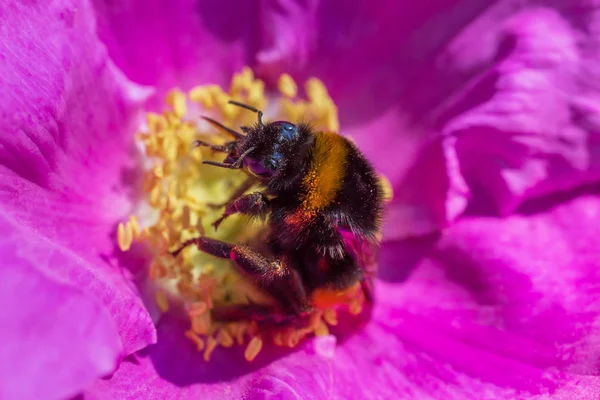 Close Bumblebee Gathering Pollen Dog Rose Blossom — Stock Photo, Image