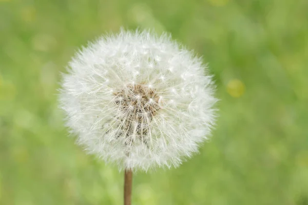 Close Fluffy Blowball Head Green Grass — Stock Photo, Image
