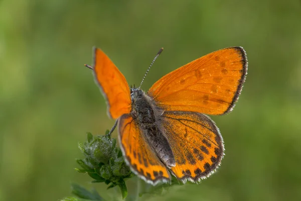 Nahaufnahme Eines Orangen Schmetterlings Mit Geöffneten Flügeln Grünen Gras — Stockfoto