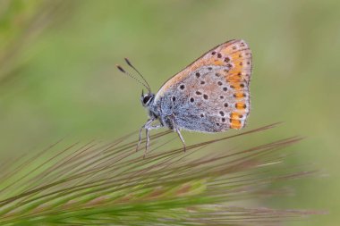 yabani kulak üzerinde oturan lycaenidae kelebek yakın