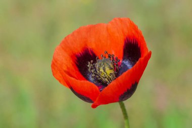 yeşil çim karşı kırmızı haşhaş çiçek yakın