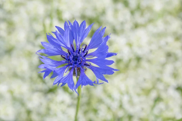 白い花に対する青いトウモロコシの花のクローズアップ — ストック写真