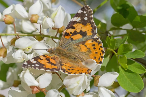 Nahaufnahme Eines Braunen Schmetterlings Auf Einer Weißen Akazienblüte — Stockfoto